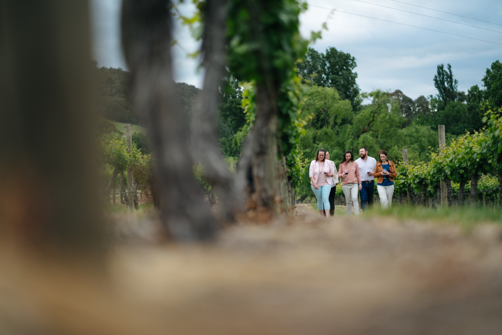 A group of five adults stroll through a vineyard.