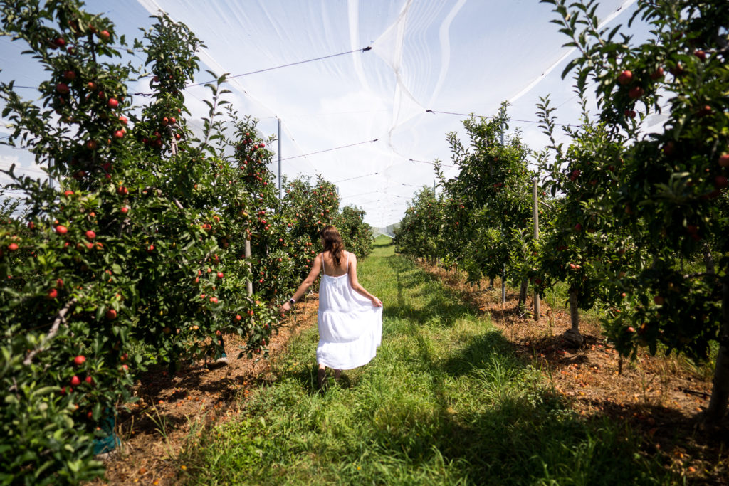 Batlow Apple Orchard